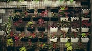 Build a beautiful vertical garden without spending much