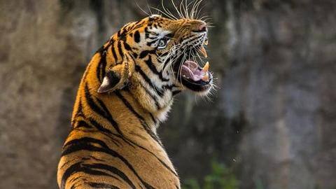 Royal Bengal tigress mauls zoo attendant to death in Itanagar Royal Bengal tigress mauls zoo attendant to death in Itanagar