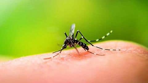 Scientists secure government nod for genetically modified mosquitoes in Florida