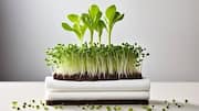 Grow your own thyme with this paper towel hack 
