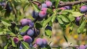 Why health enthusiasts are talking about bush plum