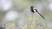 Birdwatching: Where to spot magpie shrikes in Africa