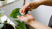 How to clean your houseplant leaves: 5 tips 