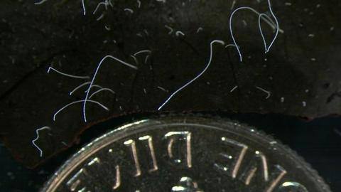 Thiomargarita magnifica: What do we know about world's largest bacterium Thiomargarita magnifica: What do we know about world's largest bacterium
