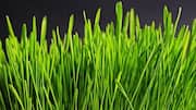 5 surprising benefits of wheatgrass