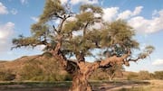 Camel thorn: Why this tree matters in Africa