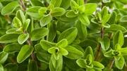 Try these dishes featuring marjoram