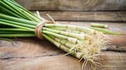 How to regrow lemongrass from leftover stems