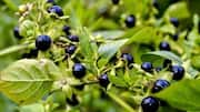 Wild nightshade: A culinary secret worth exploring