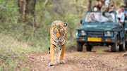 Planning to visit Indian safari parks? Skip these overrated ones