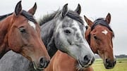 Study shows horses might be able to smell human fear