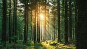 Sweden's most peaceful forests: A list 