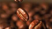 Benefits of robusta coffee beans you probably didn't know 
