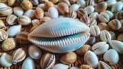 Cowrie shell crafts: 5 ideas to try