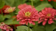 How to grow zinnias indoors like a pro