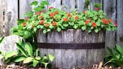 Refresh your garden decor with drum planters 