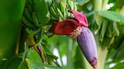 For extra flavour, add banana blossoms to your recipes 