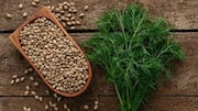 5 health benefits of dill seeds for women