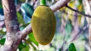 Jackfruit v/s breadfruit: Comparing their nutrition