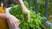 How to regrow herbs from stem