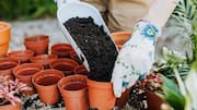 Wood ash can work wonders for potted plants: Here's how