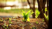 Grow arrowroot at home with these simple tips