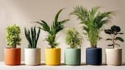 How to style indoor plants with ceramic planters