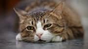 Things you do unintentionally that annoy your cat