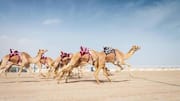 What makes camel racing a fascinating desert sport 