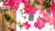 5 ways hummingbird videos help you stay calm