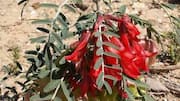 Sutherlandia: The African herb you need to know