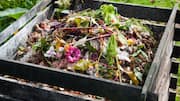 Composting in urban areas: 5 etiquette tips