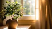 5 window locations for a thriving indoor garden 