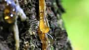 Why natural tree resin is used in skincare 