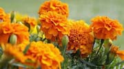 How to use marigold flowers for wellness