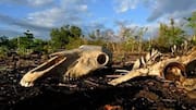 Super El Niño could cause 451,000 deaths in 6 months 