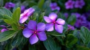 What is periwinkle? Why should you know about it?