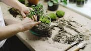 Learn the basics of bonsai gardening