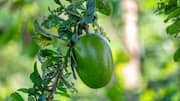 Why skincare experts are talking about calabash