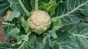 How to use cauliflower leaves in cooking
