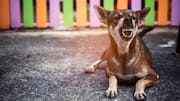 Days after SC's modified order, stray dog mauls 5-year-old