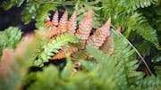 Fern leaves turning brown? Here's what to do