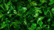 The nutritional difference between parsley and cilantro