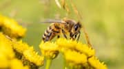 Scientists turn real bee into cyborg using a brain controller