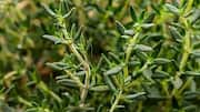 How to grow thyme without soil