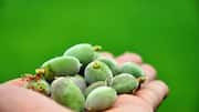 Love almonds? Try these green almond recipes