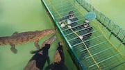 Cage diving with crocodiles: A mindblowing experience
