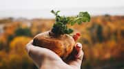 How maca root can naturally boost your energy