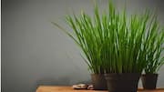 How to grow lemongrass in pots