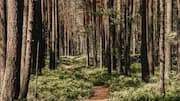Nature lovers, you must visit Latvia's ancient forests 